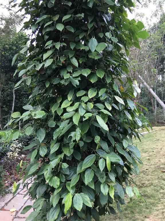 Harmony Farm Wayanad Villa Султан Батери Екстериор снимка